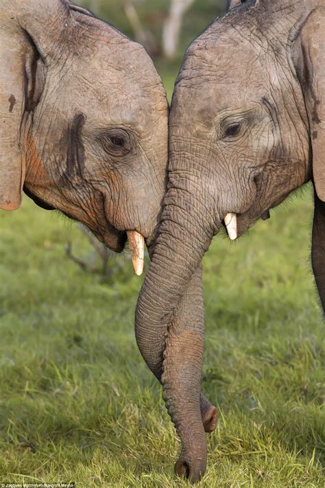 Elephants Lock Trunks In Affectionate Display At Kariega