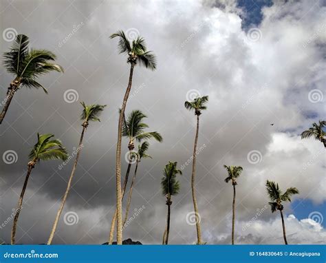 Group Of Palm Trees Before The Storm Stock Image Image Of Tree Coast