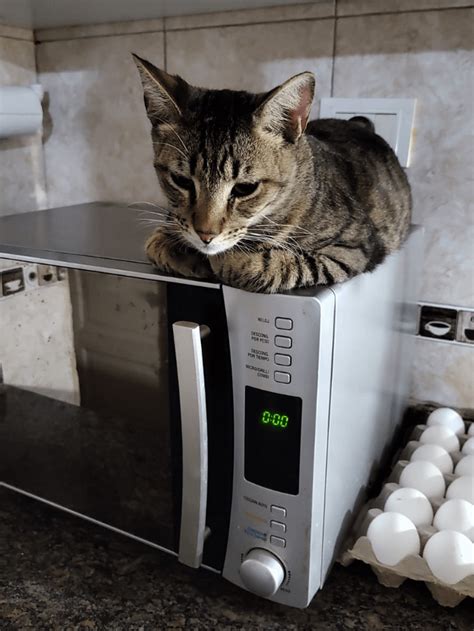 My Cat On The Microwave 🤯 Rjellynx