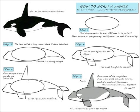 How To Draw A Whale Whale Art Drawings Whale Drawing