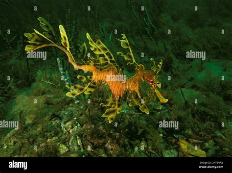 Leafy Seadragon Phycodurus Eques Stock Photo Alamy