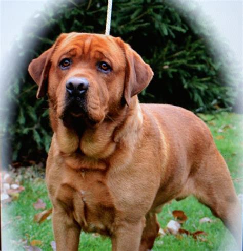 Northwest classic labrador retrievers located in oregon city, oregon, believes in producing quality dogs that excel in health, type and temperament. Fox red english lab puppies