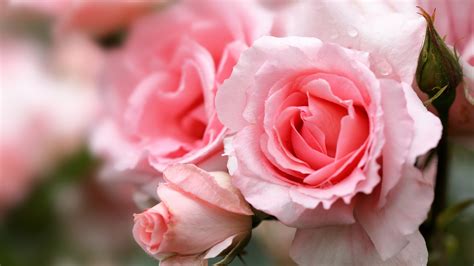 Closeup View Of Light Pink Rose Flowers Petals 4k 5k Hd Flowers