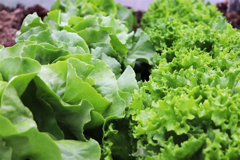 Growing Lettuce Indoors The Ultimate Guide Lets Begin