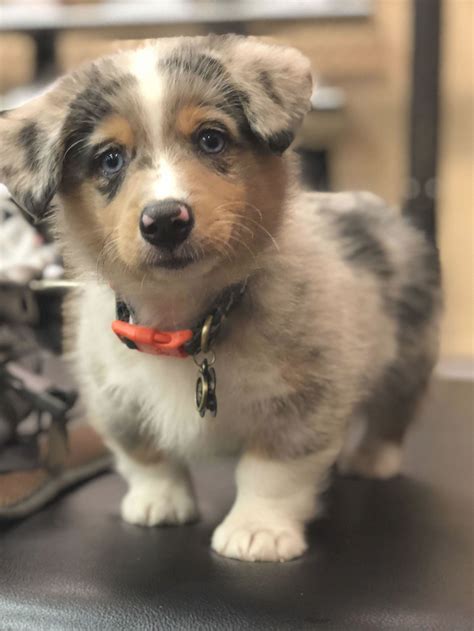 Husky And Corgi Mix The Best Dog Mix To Consider In 2021