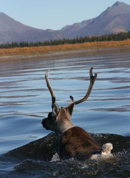 Adw Artiodactyla Pictures