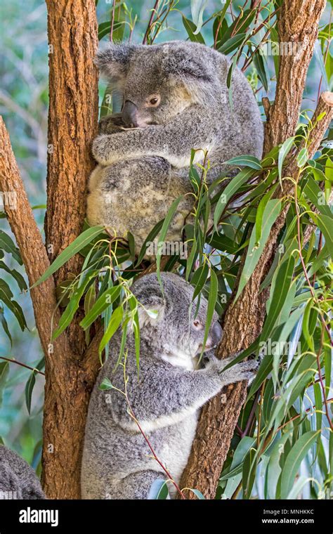 Baby Cub Koala Hi Res Stock Photography And Images Alamy