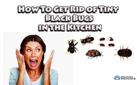 Get Rid Of Bugs In Kitchen Bugs In The Kitchen Pantry Bugs Get Rid