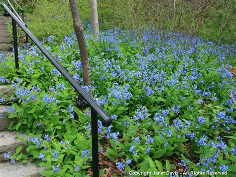Mertensia Virginica Bloom Time April Virginia Bluebells Shade