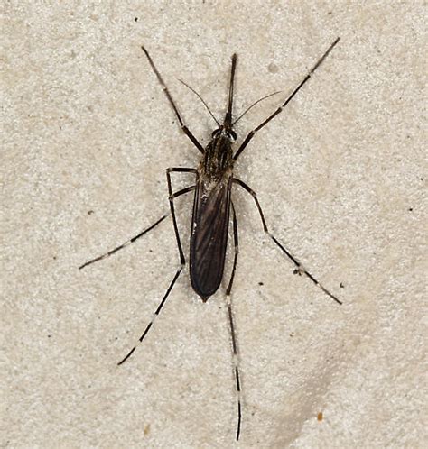 Wa Mosquito Aedes Japonicus Bugguidenet