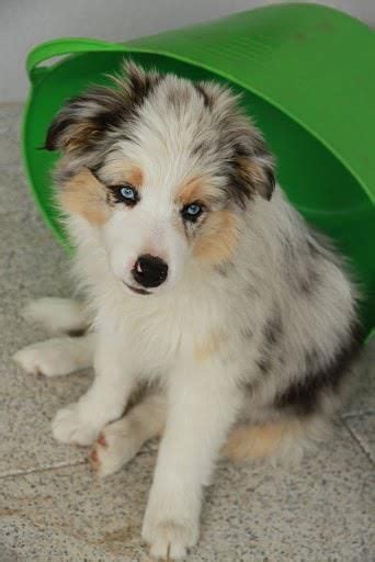 In the heartland of lancaster pa of past & current jtail border collies. Blue Merle Border Collie Puppies For Sale