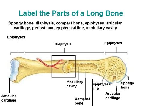 Skeletal System Human Skeletal System Classification Of Bones