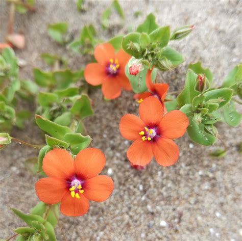 Little Coral Orange Flowers On The Beach In 2020 Orange Flowers