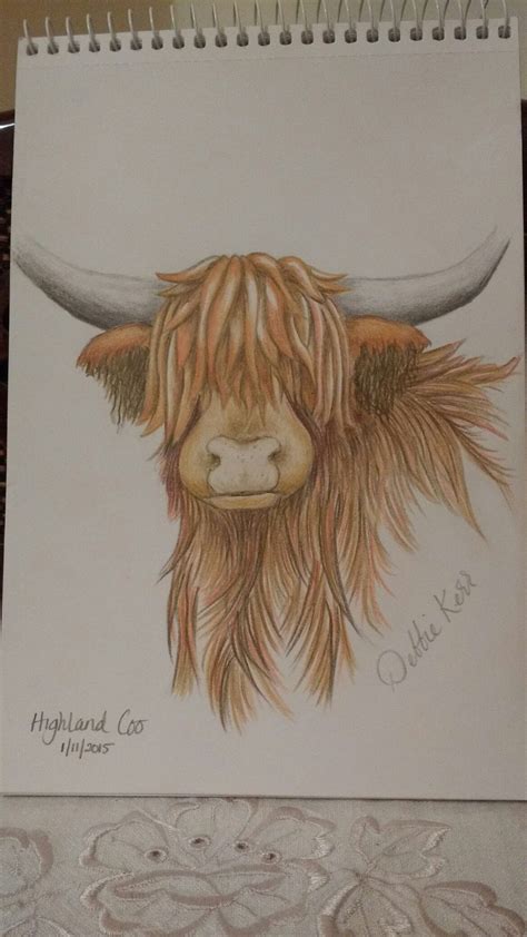 Highland Cow Sketch Coloured Pencil Highland Cow Art Animal