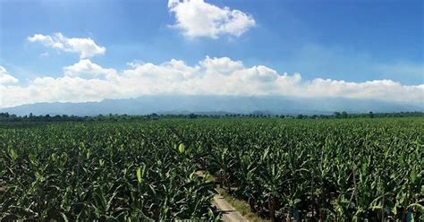 Davao Banana Plantation Farm Tour With Lunch And Transfers