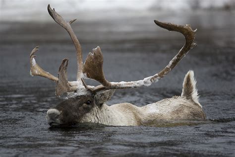 Isolated Caribou Herd In Quebec Set To Relocate To A Zoo Canadian