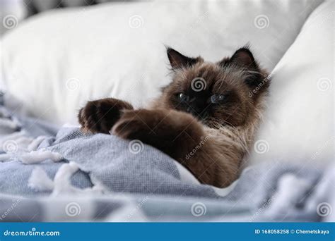 Cute Balinese Cat Covered With Blanket On Bed Fluffy Pet Stock Photo