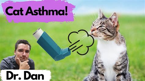 Cat Asthma What Symptoms Will A Pet Owners See And How A Veterinarian