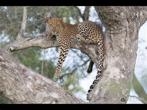 Explore guest reviews and book the perfect accommodation for your trip. Kruger National Park March 2017 - YouTube