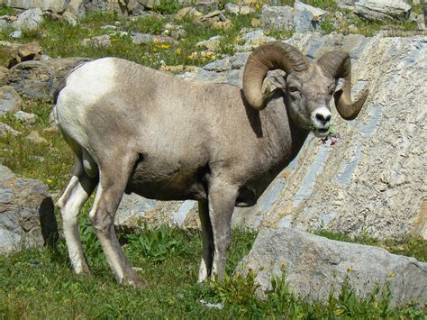 Big Horned Sheep At Glacier Np Animals Mother Nature Glacier Np