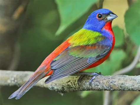 Painted Bunting Care Sheet Birds Coo