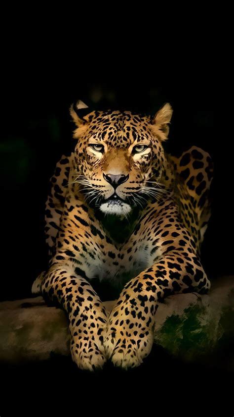 3d Wild Animal Wallpapers Top Free 3d Wild Animal Backgrounds