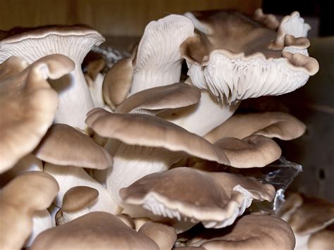 Pleurotus Pulmonarius Italian Oyster Mushroom Near Harvest Mushrooms