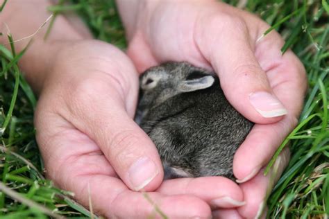 Really Cute Baby Bunnies For Sale Pets For U Cute Baby Bunnies