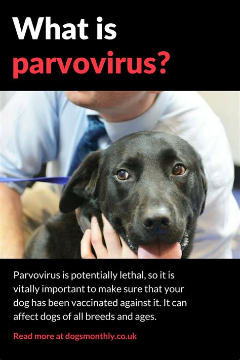 Symptoms Of Parvo In Puppies Dogs Pets Of Life