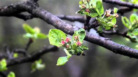 Apple Bud Free Footage Downloads Nature Videos