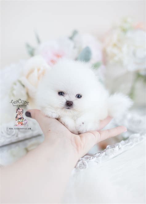 White Micro Teacup Pomeranians Teacup Puppies And Boutique
