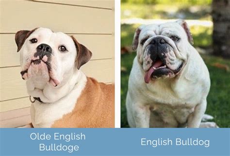Olde English Bulldogge Vs Bulldog Anglais Quelle Est La Différence