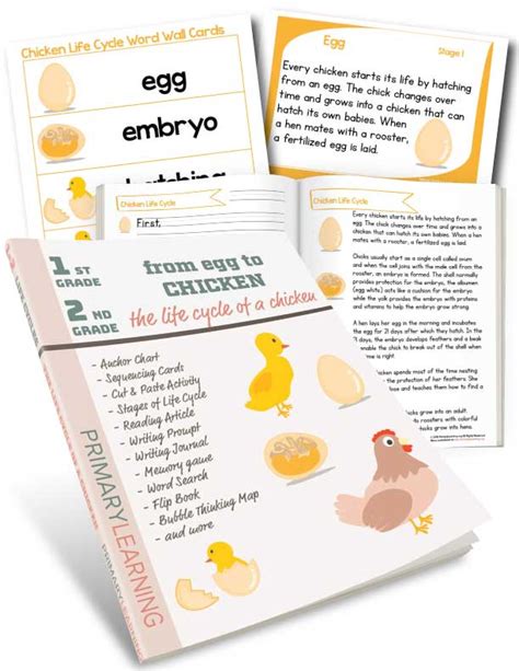 Chicken Life Cycle Poster PrimaryLearning Org