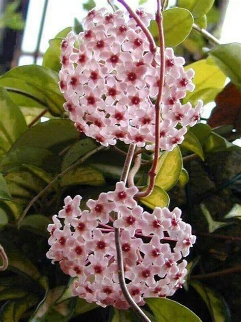 Wax Plant Hoya Carnosa Long Slender Vines Covered With Thick Green