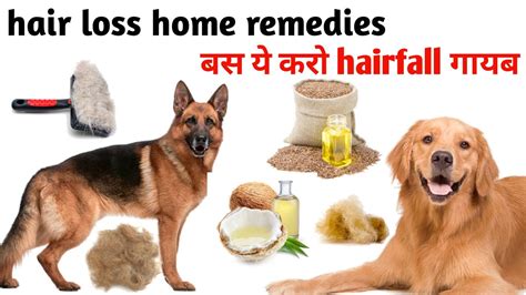 Dog Hair Fall Home Remedies Stop Dog Hair Fallhair Loss At Home