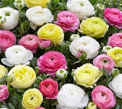 Jumbo Pastel Tecolote Ranunculus 10 Corms Etsy