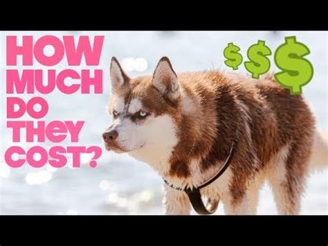How much do french bulldogs cost? How Much Does A Husky Cost Per Month? - YouTube