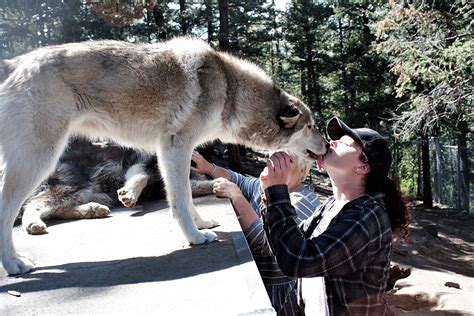 An Amazing Experience At Colorado Wolf Sanctuary