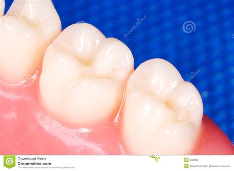 Molars Royalty Free Stock Images Image 332689