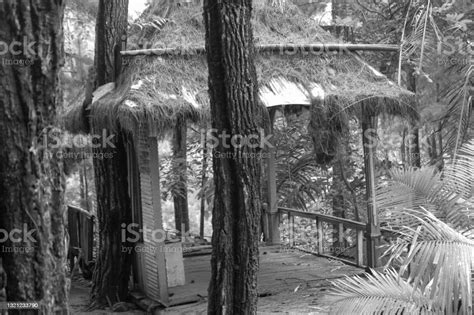 Photo Of Very Simple Wooden House In A Pine Forest Stock Photo