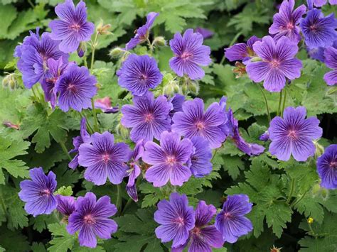 17 Fabulous Purple Flowering Annuals Photos Garden Lovers Club