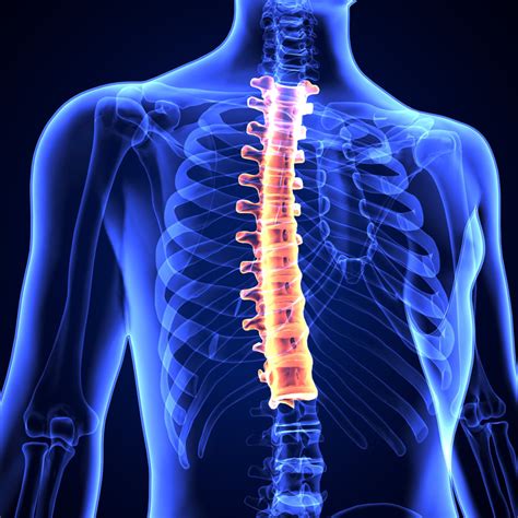 Thoracic And Rib Pain Osteopathy Coburg And Osteopathy Bruswick Osteo