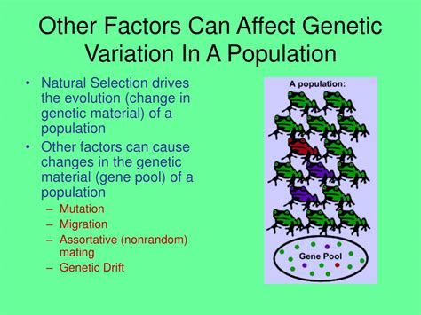 Ppt Other Factors Can Affect Genetic Variation In A Population