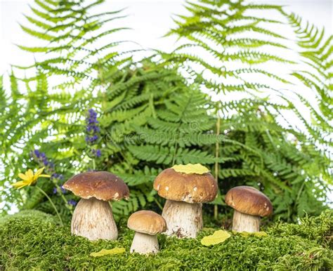 Edible Mushrooms Boletus Edulis In Forest Stock Photo Image Of