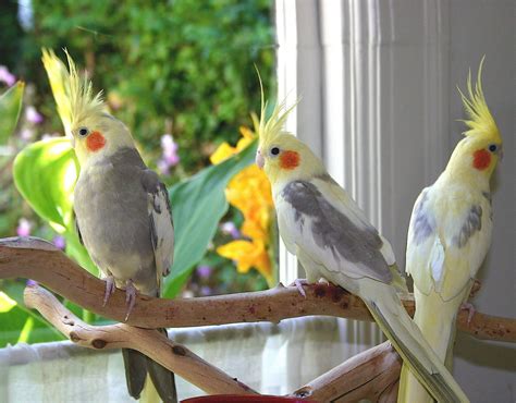 افضل انواع الطيور للتربية المنزلية… أشهر 8 طيور للتربية في المنزل موقع معلومات