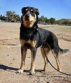 The rottweiler and the siberian husky mix is not necessarily a mix that would seem compatible with their differing personalities, but it is a mix that works very well indeed! Traits of the Rottweiler Husky Mix (Rottsky) | Daily Dog Stuff