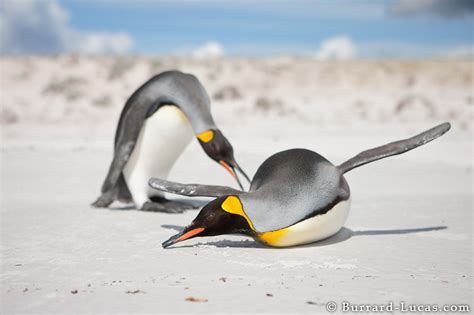 Playful Penguin Burrard Lucas Photography