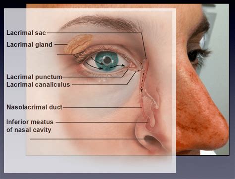 What Are The Components Of Lacrimal Drainage System Design Talk