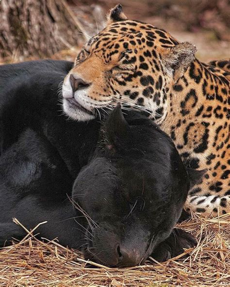 Jaguar Sweethearts A Tawny And A Black Jaguar Cuddled Up For A Nap