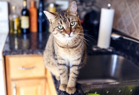 Much easier to uninstall a game. 8 Tips for Helping Your Cats Adjust to a Smaller Space ...